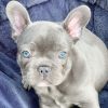 blue eyes bulldog