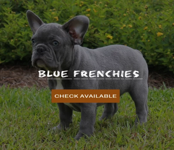 Fur Frenchies 4 Homes | French Bulldog | Frenchies