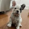 white and black frenchie
