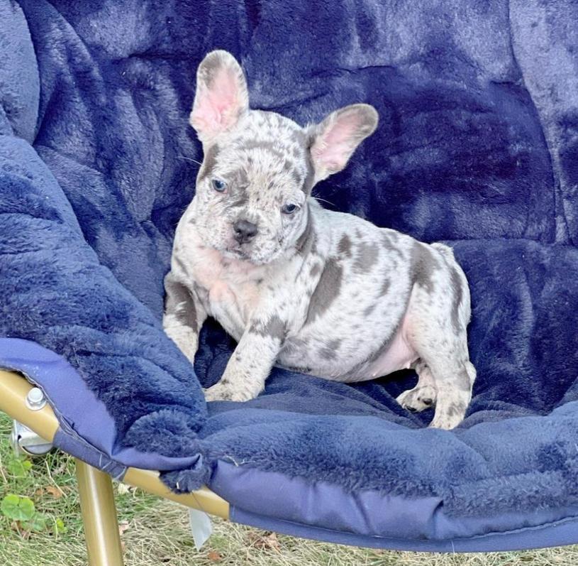 Dilis blue merle Girl Frenchie