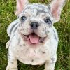 fluffy french bulldog