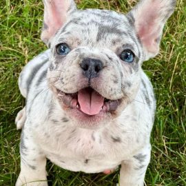 french bulldog grey blue eyes