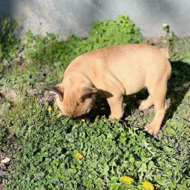fawn color french bulldog