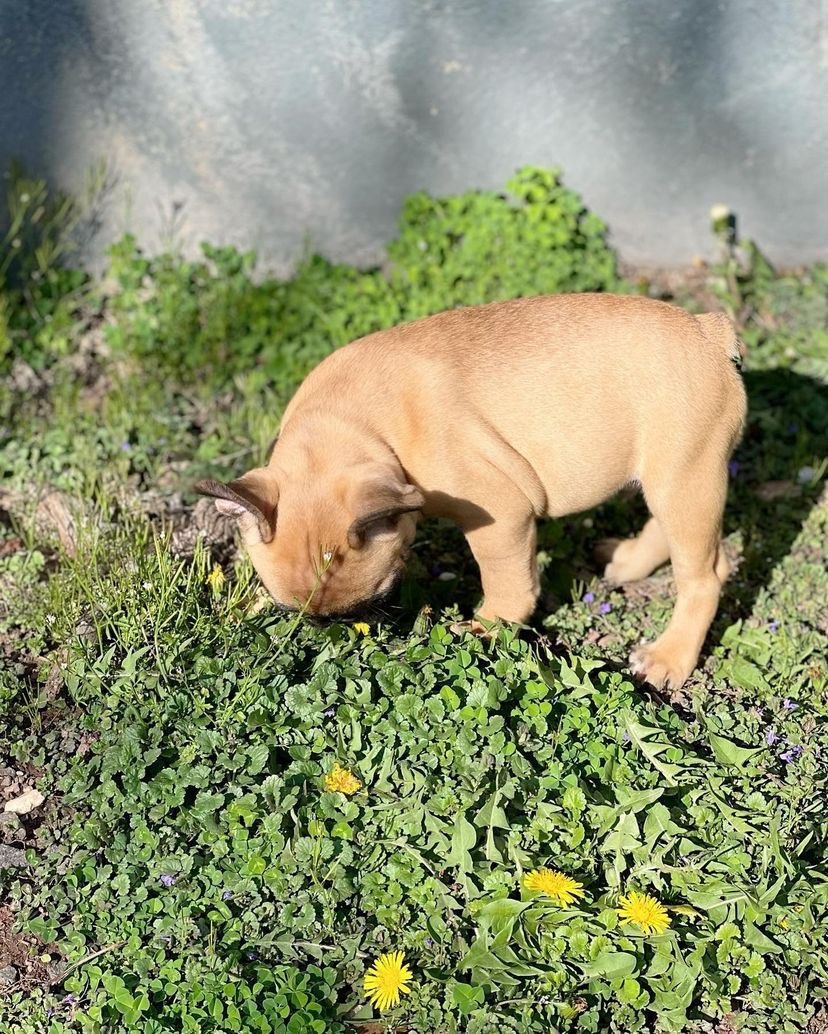 fawn color french bulldog