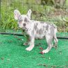 Ray Lilac merle Frenchie