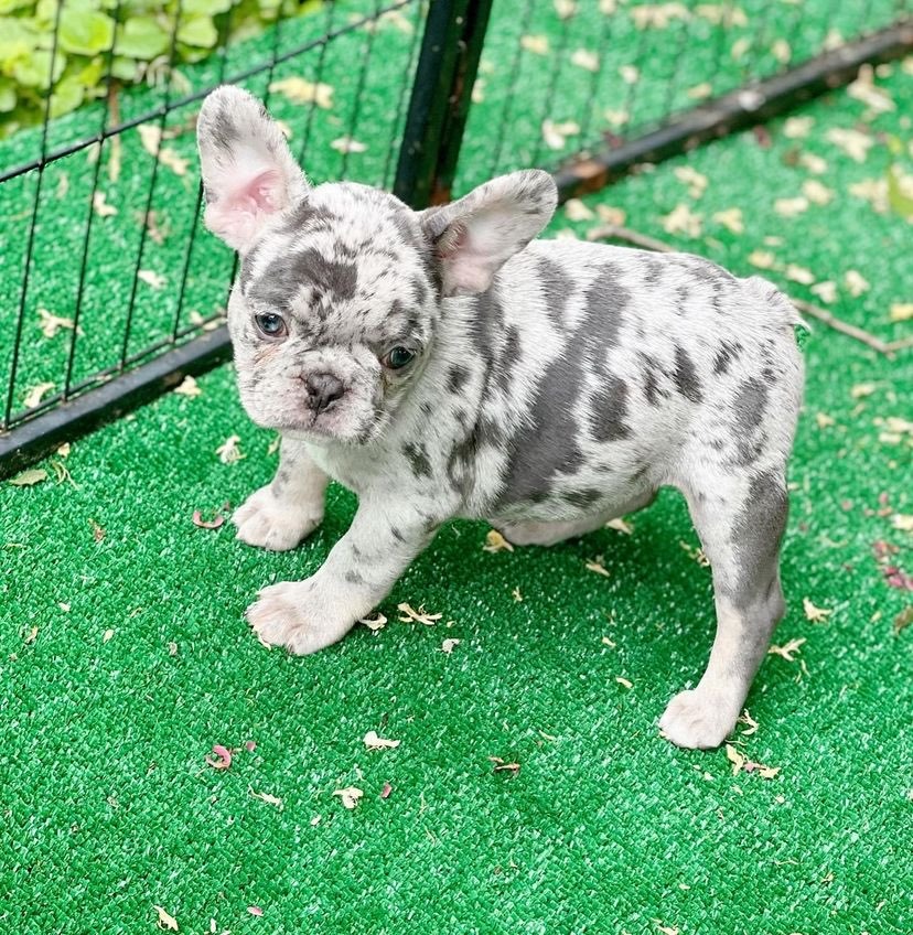 Angel Lilac merle French Bully
