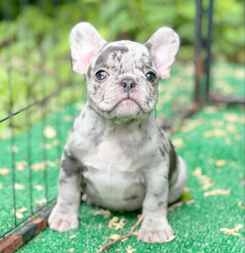 Angel Lilac merle French Bully