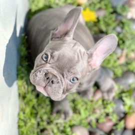 Coco Blue male Frenchie