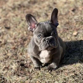 Queen blue female Frenchie