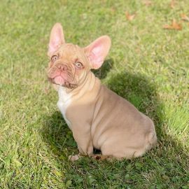 Del chocolate fawn male Frenchie