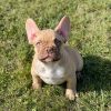 Del chocolate fawn male Frenchie