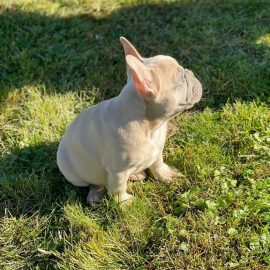 Elad blue fawn male Frenchie pup