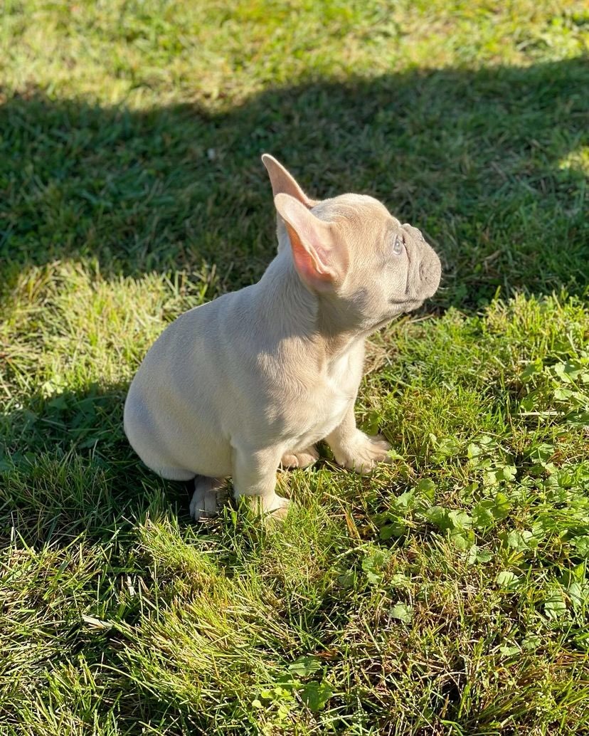 Elad blue fawn male Frenchie pup