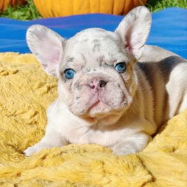 french bulldog puppies near me for sale