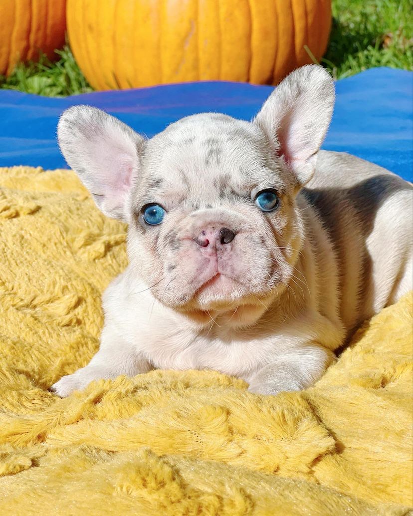 french bulldog puppies near me for sale