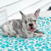 Jin Lilac Merle Male Frenchie