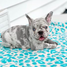 Jin Lilac Merle Male Frenchie